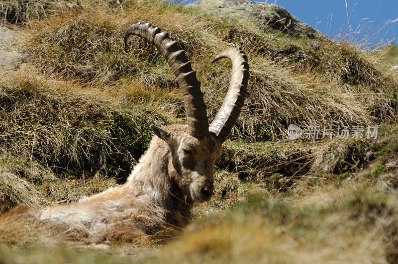 高山山羊 (Capra ibex ibex)